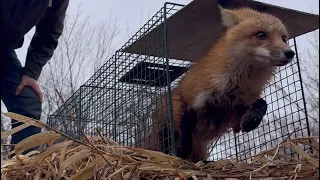 Caught a Red FOX in my Chicken Coop!