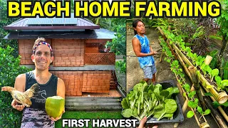 PHILIPPINES BEACH HOUSE FARMING - First Vegetable Harvest (Becoming Filipino)