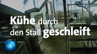 Tierquälereien in einem der größten deutschen Milchviehbetriebe