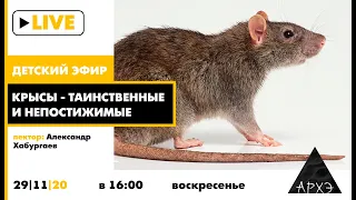 Детский эфир "Крысы - таинственные и непостижимые" в рамках рубрики "Путешествия с натуралистом"