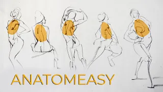 The MOST useful anatomy idea is also super simple