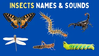 Learn Insects Names And Sounds In English - Insects And Bugs For Toddlers With Pictures And Sounds