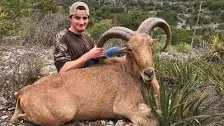 West Texas Aoudad Hunt. 220 YARD SHOT!