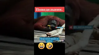 Самый лучший работник 😂😂😂 Короткие лютые приколы 2022