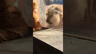 Lion Baby Meets His Namesake