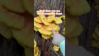 I found so many mushrooms that taste like chicken 🐔
