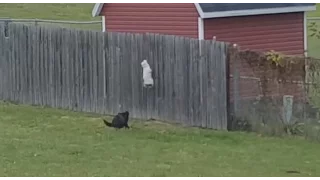 Hilarious puppy reaction to a lime | Cat Jumps Over Fence to Get Away from Dog | React SD