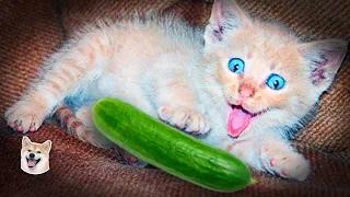 Funny Animals 🤣 Cats Scared of Cucumbers Best Compilation 😹, Try Not To LAUGH!!! #Shorts