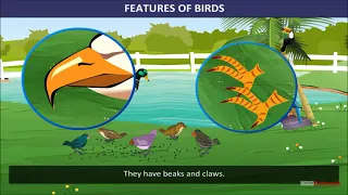 EVS | Class 3 | Flying High | Birds