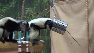 Inside Look - Black-and-White Ruffed Lemurs