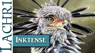 Tips for painting or drawing with Inktense  - demonstration - secretary bird - w/ Lachri