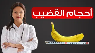 أحجام القضيب في وضعية الانتصاب