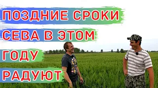 Ячмень яровой сорт Вакула. Поздний срок сева.