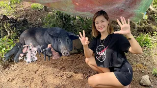 Nanganak nang Walong Biik - Native Pig #1 🐷 8️⃣