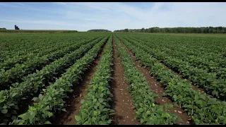 Manage Weeds on Your Farm: Blind Cultivation at the Martens Farm