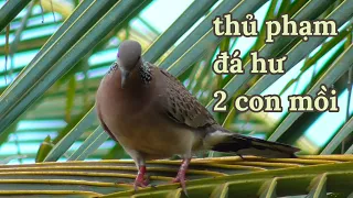 Nữ C.U Thủ Ngồi Xem Tê Chân Khi Thấy Con Bổi Đ.ánh 2 Con Mồi Già Hả Họng || VR Birds #202