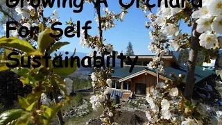 Modern Off Grid Living: Fruit Trees As Part Of Your Sustainabilty