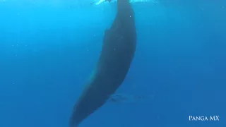 Sleeping Humpback Whale