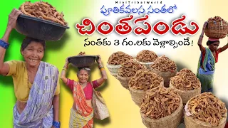 Tamarind market in Andhrapradesh | Awesome tamarind cultivation | tribal product | Tribal market