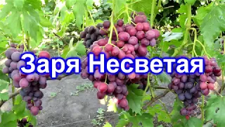 Заря Несветая 09.08.2018