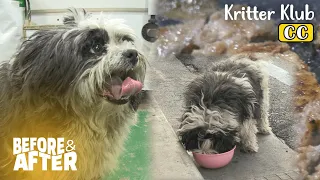 The Doggo Only Eats Human Foods And The Reason Why is... I Before & After Makeover Ep 85