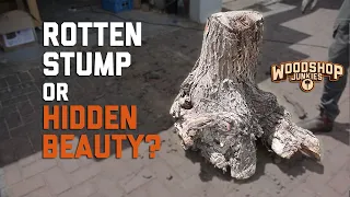 Can A Rotten Tree Stump Become Something Beautiful?