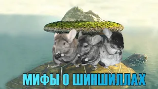 Мифы про шиншилл