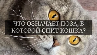 ЧТО ОЗНАЧАЕТ ПОЗА, В КОТОРОЙ СПИТ КОШКА?