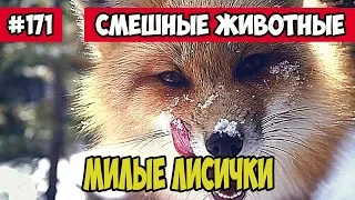 Лисички милашки. Смешные животные, Funny vines подборка 171.