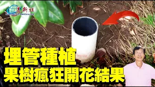 Bury a pipe under fruit tree, will grow like crazy