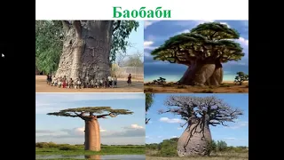 Природознавство (4 клас). Рослинний світ Африки