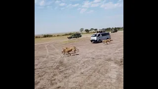 Bilashaka Males vs Marsh Pride Lionesses beguinning.