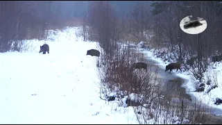 HUNTING WILD BOAR AND RED DEER IN LATVIA