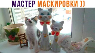 НАЙДИ НАСТОЯЩЕГО КОТА ))) Приколы с котами | Мемозг 1013