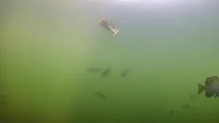 BIG Swimbaits Getting DESTROYED! Epic Underwater Footage!