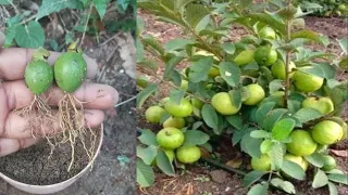 Grafting and growing Guava tree with onion at home, how to grow guava tree with many fruits