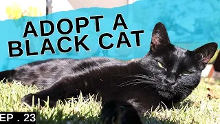 Why should you adopt a black cat (Featuring our house Panther)