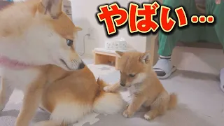A puppy did a newly learned ``hand'' on his sister Shiba Inu's tail...