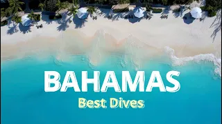 BAHAMAS BEST DIVE SITES - Nassau