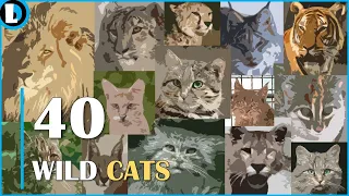 All Wild Cat Species and IUCN Status