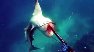 Атака, нападения акулы на человека.