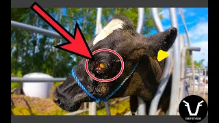 Can we SAVE this PUS-FILLED EYE? | VLOG 64: A Bovine Enucleation