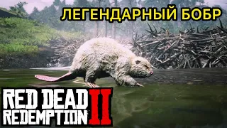 Седло Загонщик | Легендарный бобр | red dead redemption 2