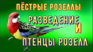 пёстрые розеллы/разведение розелл/кормление и птенцы розелл