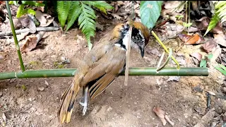 Make easy bamboo bird trap work 100%