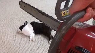 Waking a sleeping rabbit with a chainsaw