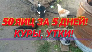 Мои деревенские друзья! КУРЫ, УТКИ! И 50 ЯИЦ ЗА 5 ДНЕЙ!