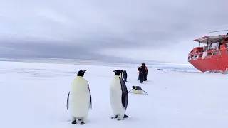 В Антарктиде льдины