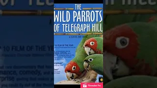 Where to Find The Wild Parrots of Telegraph Hill