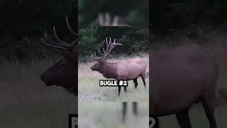 Can you tell which bugle is Jason Phelps? #shorts #elkhunting #bowhunting #hunting #elkcalling